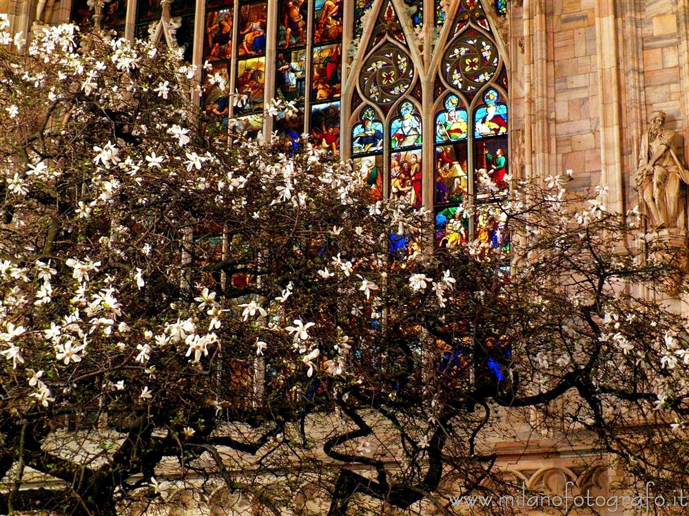 Milan (Italy) - Flowering magnolia with illuminated window of the Duomo in the background